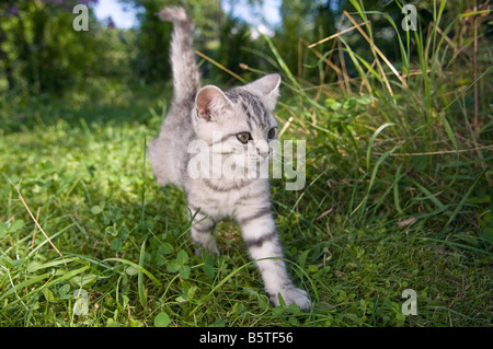 Britisch Kurzhaar Katze 10 Wochen - zu Fuß auf der Wiese Stockfoto