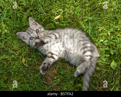 Britisch Kurzhaar Katze 10 Wochen - auf der Wiese liegend Stockfoto