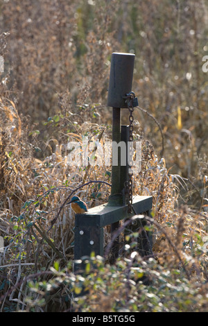 Eisvogel Alcedo Atthis Jagd auf Schleuse in Upton Warren, Worcestershire. Stockfoto