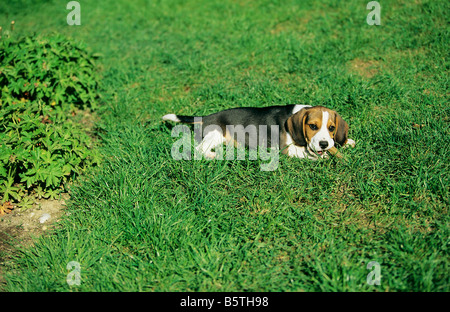 Beagle Welpen mit Leckerbissen Stockfoto