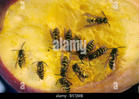 Gemeinsamen Wespen Vespula Vulgaris Fütterung auf mango Stockfoto