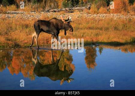 Bull Moose und Teton Range wider im Fluss im Herbst. Teton-Nationalpark, Wyoming Stockfoto