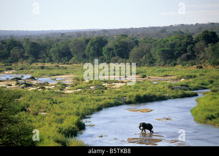 Afrikanischer Elefant (Loxodonta Africana) Sand Fluss in MalaMala Game Reserve Stockfoto