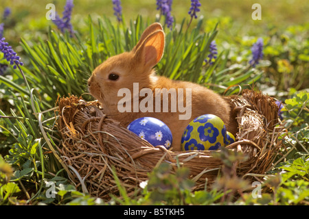 Pygmy Kaninchen (Oryctolagus Cuniculus) unter Oster-Deko Stockfoto
