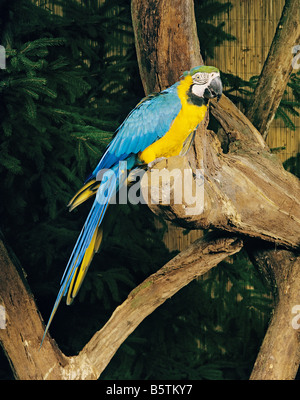 Gelb-breasted Ara - sitzend auf Baumstamm / Ara Ararauna Stockfoto