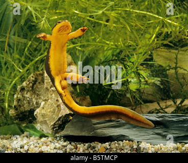 California Newt in Wasser / Taricha Torosa Stockfoto