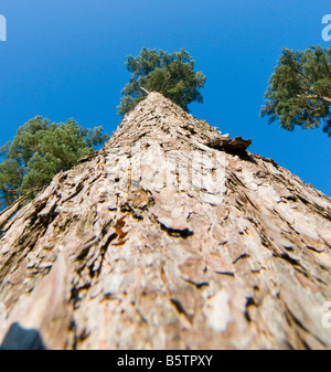 Nachschlagen von Föhren Pinus Sylvestris in den Himmel Stockfoto