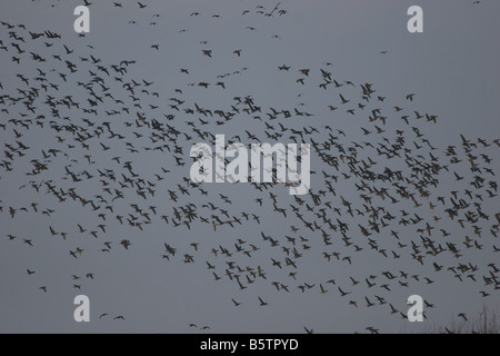 Große Herde von Brent Gänse Branta Bernicla fliegen gegen Himmel in Norfolk, England. Stockfoto