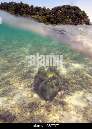 Riesenmuschel unter toten Korallen Schutt bei Russell Island, Frankland Islands National Park, Great Barrier Reef Marine Park Stockfoto