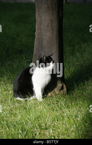 eine Katze im Garten Aventin-Hügel in Rom Italien Stockfoto