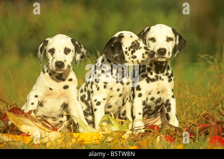 Dalmatiner (Canis Lupus Familiaris), drei Welpen sitzen im Rasen Stockfoto