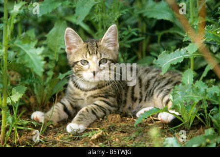 Hauskatze (Felis Silvestris, Felis Catus), Kätzchen liegend unter Pflanzen Stockfoto