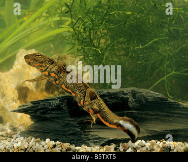 Chinesische warzige Newt in Wasser / Paramesotriton Chinensis Stockfoto