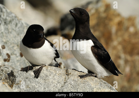 Little Auk oder Dovekie (Alle Alle) Stockfoto