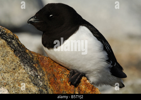 Little Auk oder Dovekie (Alle Alle) Stockfoto