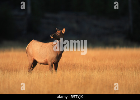 Elchkühe, im Herbst, Yellowstone-Nationalpark, Wyoming. Stockfoto