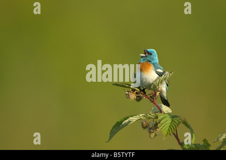 Männliche Lazuli Bunting (Passerina Amoena) Stockfoto