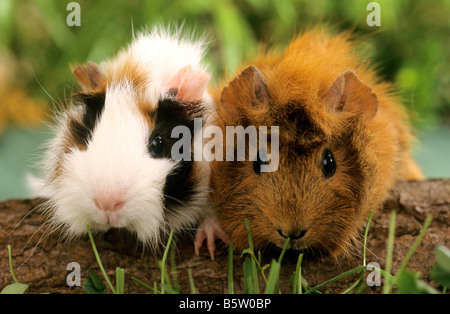 Cavia, Meerschweinchen (Cavia Aperea Porcellus), zwei Personen auf einem Baumstamm. Stockfoto