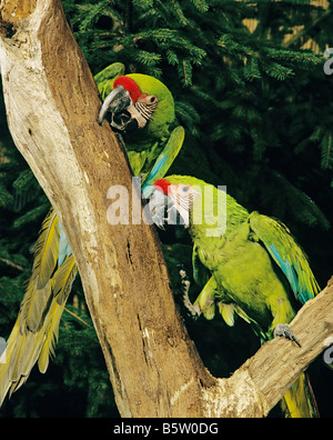 Großer Grüner Ara, Buffon-Ara, großer Militärara (Ara ambiguus). Pairing in einem Baum Stockfoto