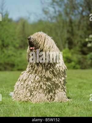 Komondor. Erwachsener Hund, der auf der Wiese sitzt Stockfoto