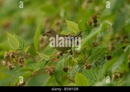 Weibliche Lazuli Bunting (Passerina Amoena) Essen, Schachteln bringen Stockfoto