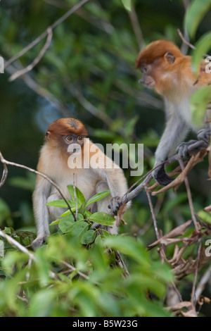 Zwei junge süße Nasenaffen auf einem Ast in Tanjung Puting NP, Borneo Stockfoto