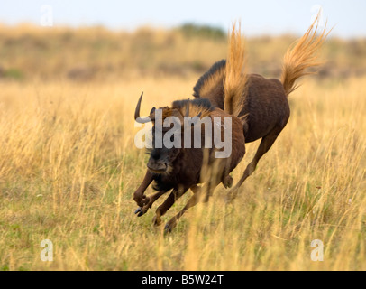 schwarze Gnus ausgeführt Stockfoto