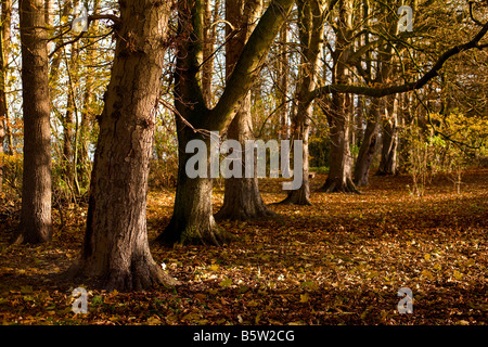 Einsamen Wald Weg im Herbst Stockfoto