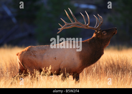 Stier Elch hallten im Herbst, Yellowstone-Nationalpark, Wyoming Stockfoto