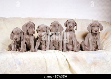 sechs Weimaraner Welpen - auf sofa Stockfoto