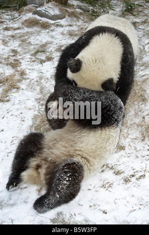 Giant Panda Ailuropoda Melanoleuca Jungen spielen im Schnee Wolong Sichuan China Stockfoto