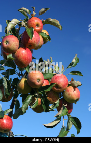 Äpfel auf dem Baum Stockfoto