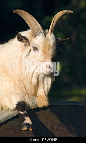 Afriican Pygmy Ziege Stockfoto