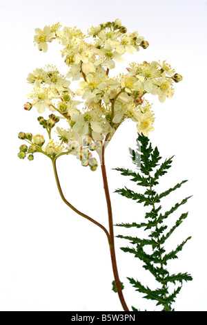 Mädesüß Filipendula ulmaria Stockfoto