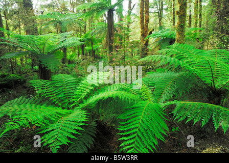 Regenwald, Oparara River Basin Oparara, Kahurangi Nationalpark Region Nelson, Südinsel, Neuseeland, Februar 2007 Stockfoto