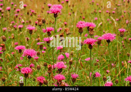 Gemeinsamen Flockenblume Centaurea Nigra Asteraceae in Grünland UK Stockfoto