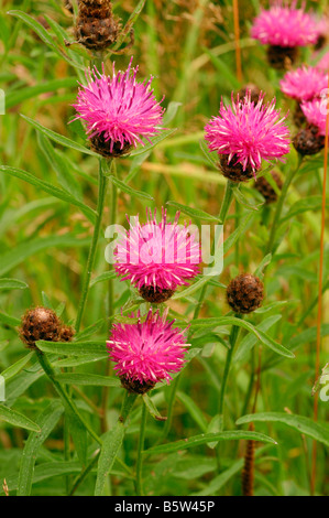 Gemeinsamen Flockenblume Centaurea Nigra Asteraceae UK Stockfoto