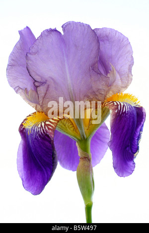 Iris Iris germanica Stockfoto