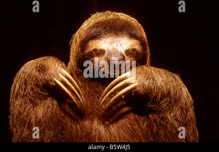 Braun Throated Three-Toed Faultier (Bradypus Variegatus), Portrait. Stockfoto