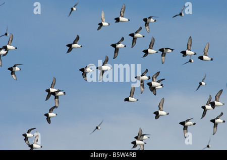 Little Auk oder Dovekie (Alle Alle) fliegen Stockfoto