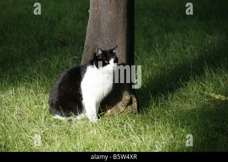 eine Katze im Garten Aventin-Hügel in Rom Italien Stockfoto