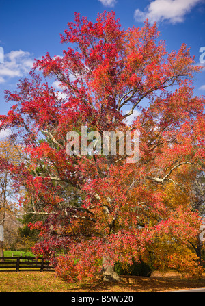 LOUDOUN COUNTY VIRGINIA USA bunte Herbstlaub an Bäumen entlang Weg 15 Stockfoto