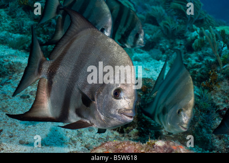 Kleine Schule des Atlantischen Spadefish (Chaetodipterus Faber), auf einem Riff in den Florida Keys. Stockfoto