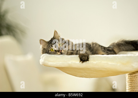 Tabby Katze - auf Kratzbaum liegend Stockfoto