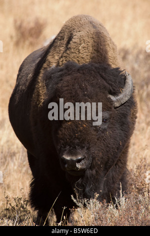 Amerikanische Bisons (Buffalo), Yellowstone-Nationalpark; Wyoming; USA; Stockfoto