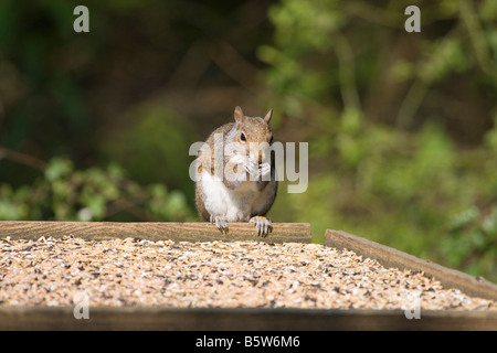 Grau-Eichhörnchen (Sciurus Carolinensis) Essen am Tisch Stockfoto