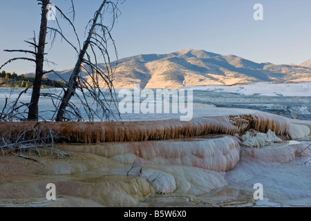 Kanarischen Frühling, Mammoth Hot Springs, Yellowstone-Nationalpark; Wyoming; USA; Stockfoto