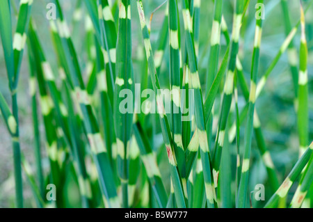 Zebra Grass - Miscanthus sinensis Stockfoto