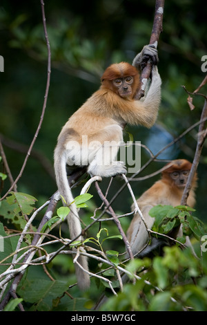 Zwei identische junge süße Nasenaffen auf einem Ast in Tanjung Puting NP, Borneo Stockfoto