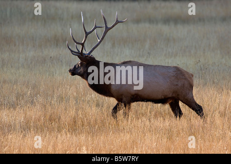 Bull Elk (Wapiti, Cervus Canadensis) entlang der Madison River, Yellowstone-Nationalpark, Wyoming, USA Stockfoto